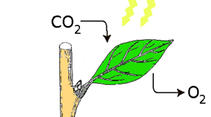 Photosynthesis as a characteristic feature of plants. Plant nutrition (mineral, aerial). Respiration of plants.