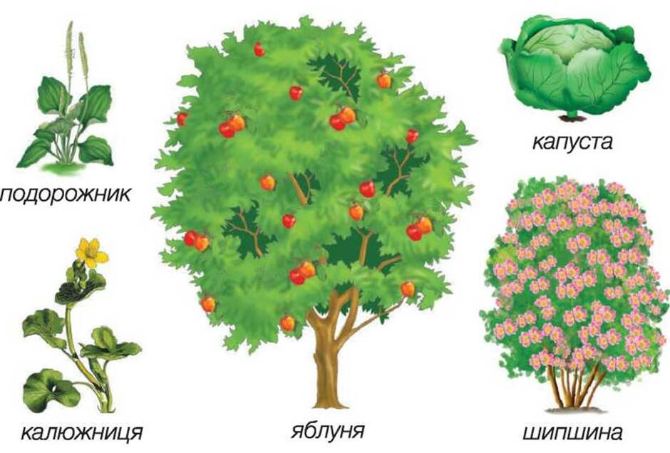 РОСЛИНИ, ЇХ БУДОВА - ЛЮДИНА I ПРИРОДА. ЖИВА ПРИРОДА - Підручник - Я досліджую світ 1 клас Частина 2 - І.І. Жаркова - Підручники і посібники 2018