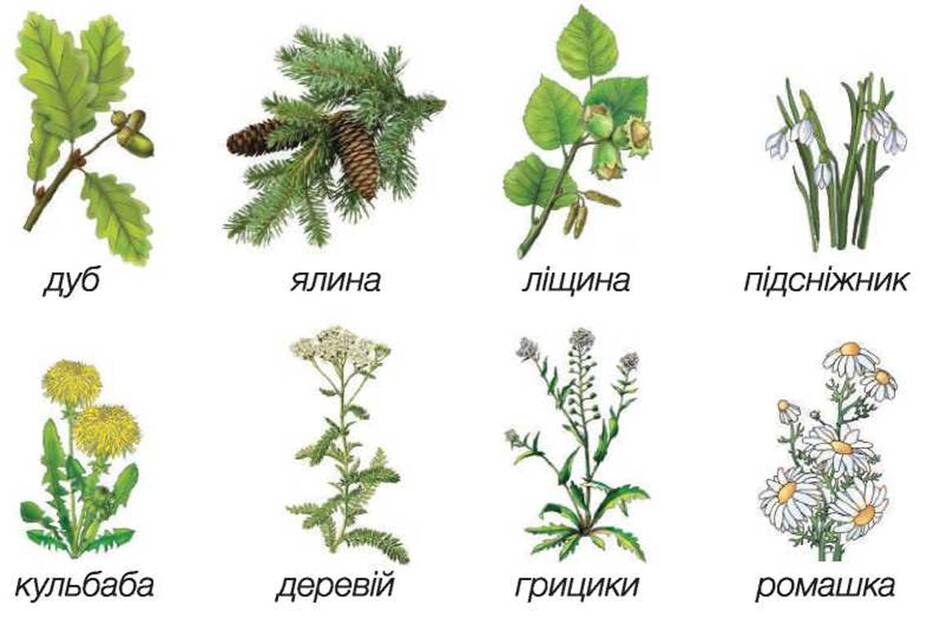 ДИКОРОСЛІ Й КУЛЬТУРНІ РОСЛИНИ - ЛЮДИНА I ПРИРОДА. ЖИВА ПРИРОДА - Підручник - Я досліджую світ 1 клас Частина 2 - І.І. Жаркова - Підручники і посібники 2018
