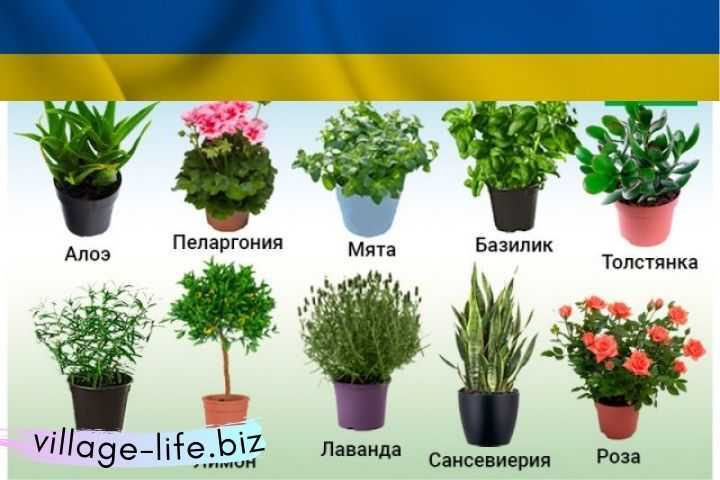 Десять кімнатних рослин для здоров'я людини, які допоможуть заспокоїтися і зняти стрес