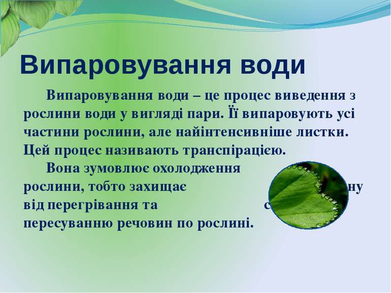 Функції листка: фотосинтез, дихання, транспірація - презентація з біології
