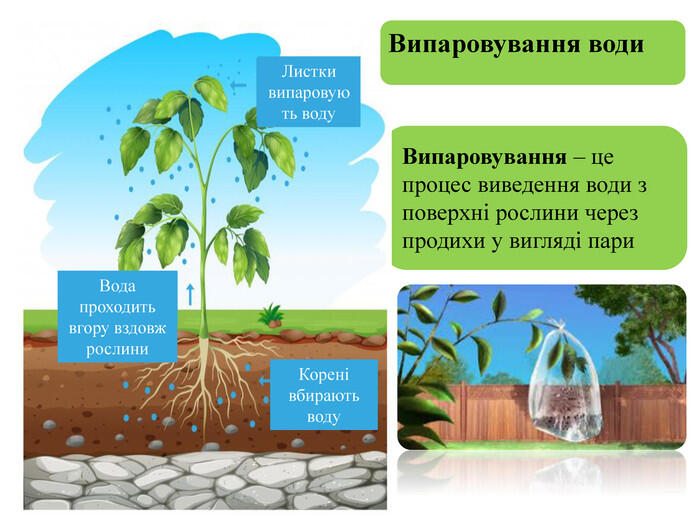 Презентація до уроку біології 6 клас з теми " Фотосинтез як характерна особливість рослин, живлення. дихання, руху рослин".