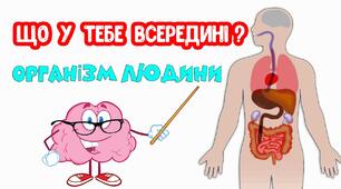 Людина як організмова форма життя. Поняття про основні системи людини та їх значення.