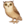 🦉