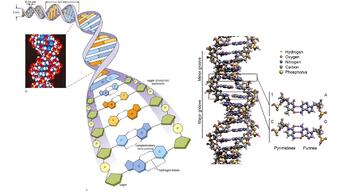 מ-DNA לחלבון: ביטוי מידע גנטי - שיעור 1 - YouTube