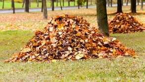 Do I have to rake my leaves? Reasons to skip raking this fall