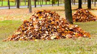 Do I have to rake my leaves? Reasons to skip raking this fall