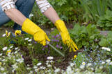3,700+ Woman Weeding Stock Photos, Pictures & Royalty-Free Images - iStock | Woman weeding garden, Older woman weeding, Young woman weeding garden