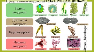10_клас_Рослини. Водорості.