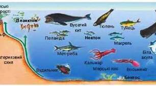Презентація "Водяні мешканці НУШ."