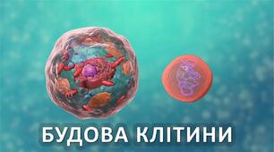 Організм і його властивості. Клітинна будова організмів