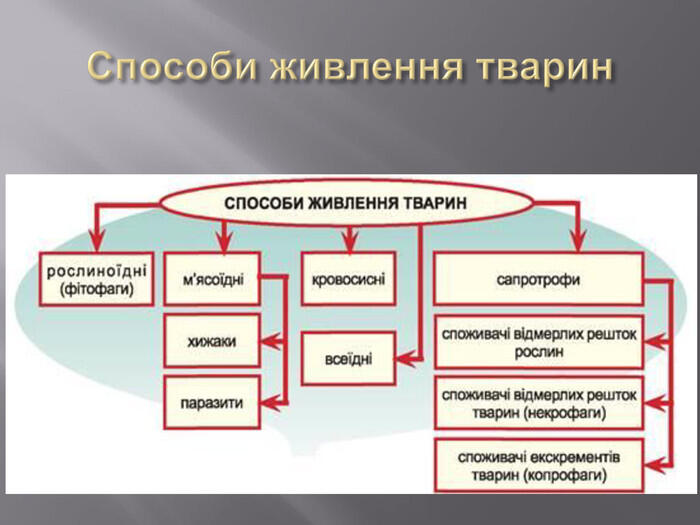 0500idko-576a-700x525.jpg