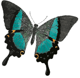 0500iecn-00a3-257x252.png