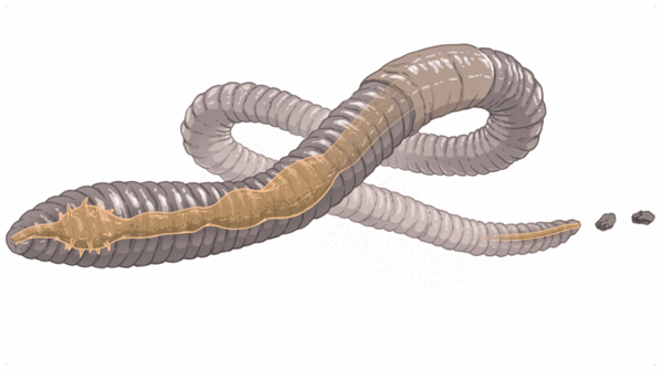 0500ii1m-ca4a-598x336.png