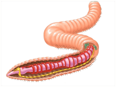 0500iigw-694a-392x295.png