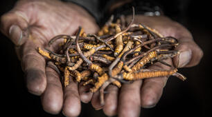 Test to check the understanding of the article "Yarsagumba"