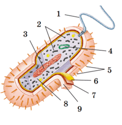 0500irz8-948a-240x247.png