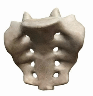0500isss-3b38-309x320.png