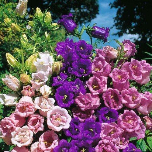 0500itzx-b2a0-500x500.jpg