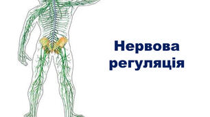 Нервова регуляція
