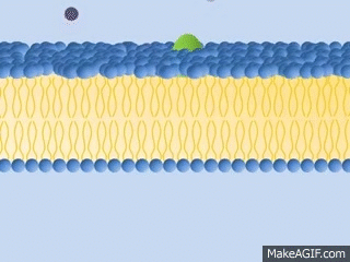 0500izuk-6fd8-320x240.gif