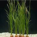 Валиснерия нана, Vallisneria var. nana, растения заднего плана, купить в Киеве