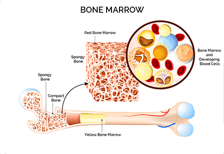 Bone Marrow Basics – TLR Foundation
