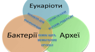 "Еукаріотичні та прокаріотичні організми"
