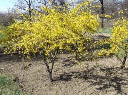Форзиція (Forsythiа)