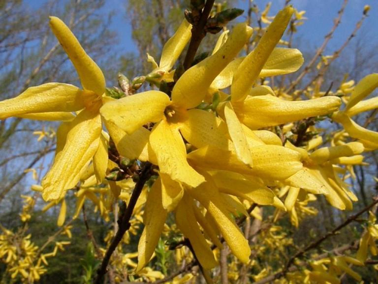 Форзиція (Forsythiа)