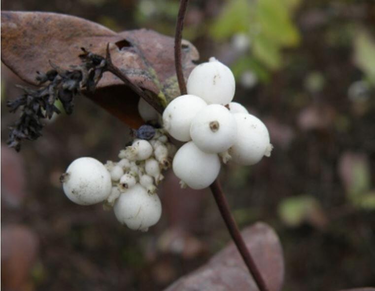 Сніжноягідник білий (Symphoricarpus albus Blake, синонім - Symphoricarpus rасemosus)