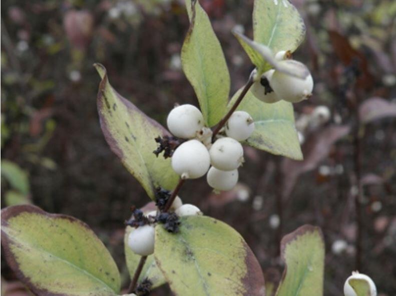 Сніжноягідник білий (Symphoricarpus albus Blake, синонім - Symphoricarpus rасemosus)