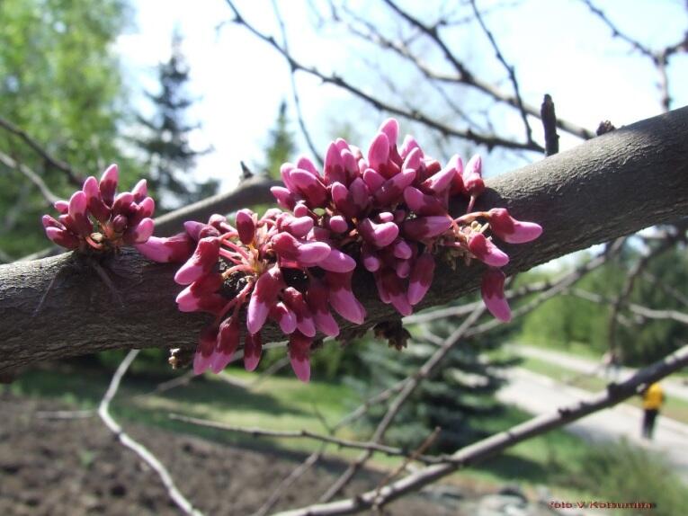 Церцис канадський (Cercis canadensis)