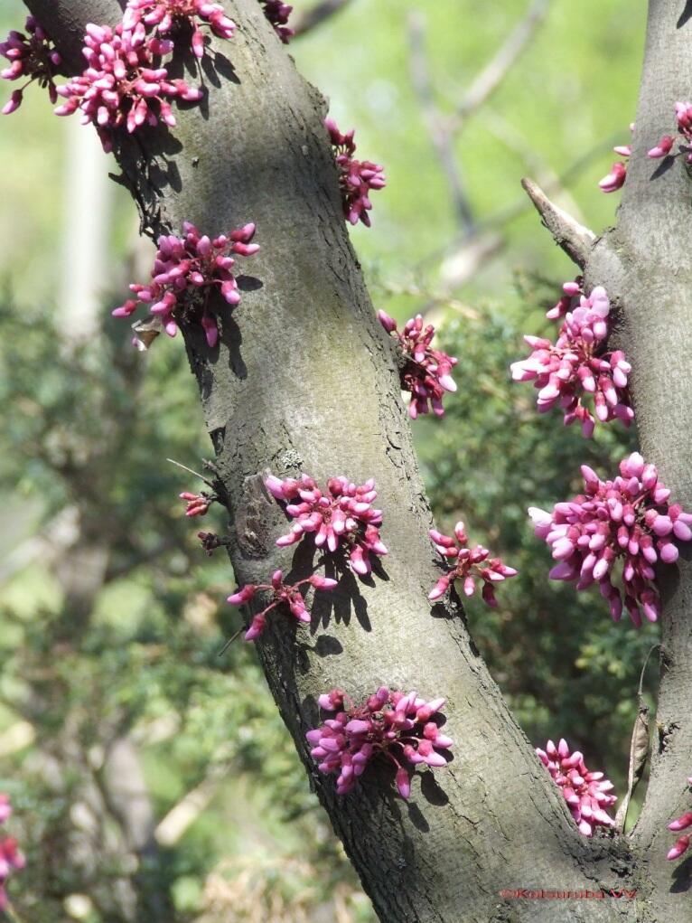 Церцис канадський (Cercis canadensis)