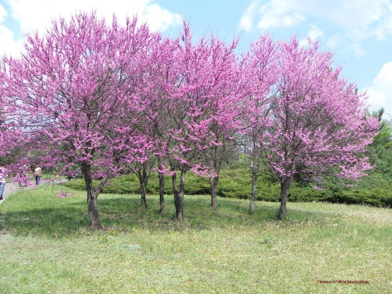 Церцис канадський (Cercis canadensis)