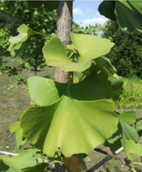 Гінкго дволопатеве (Ginkgo biloba)