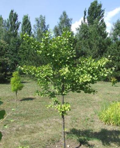 Гінкго дволопатеве (Ginkgo biloba)