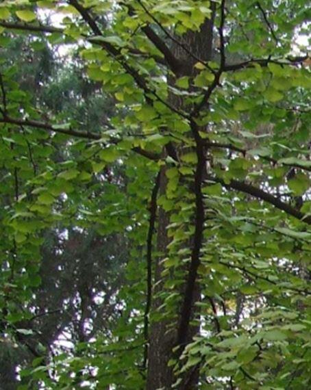 Гінкго дволопатеве (Ginkgo biloba)