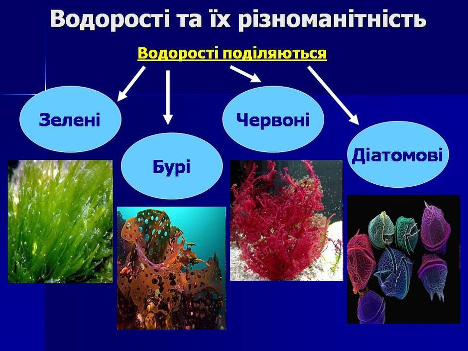 6 клас Біологія: Урок 2. Водорості (зелені, бурі, червоні)