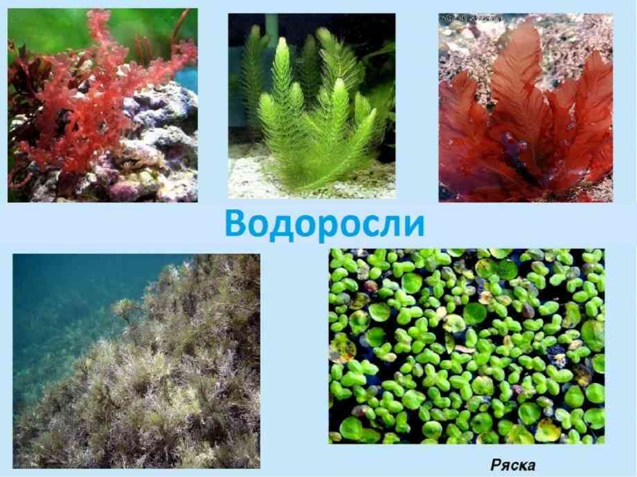 70 цікавих фактів про водорості