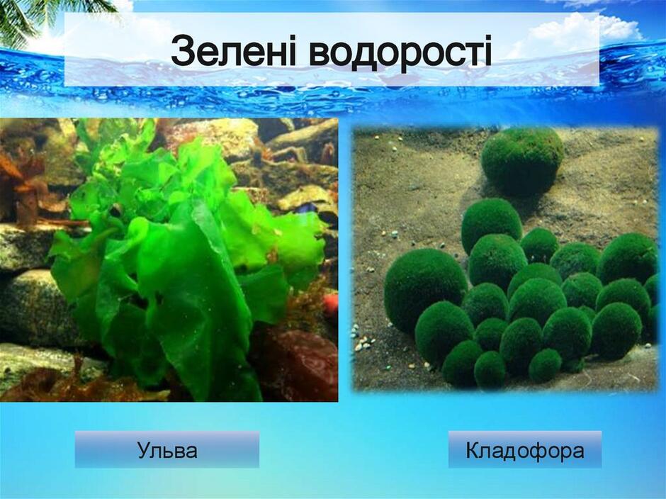 Водорості (зелені, бурі, червоні) - презентация онлайн