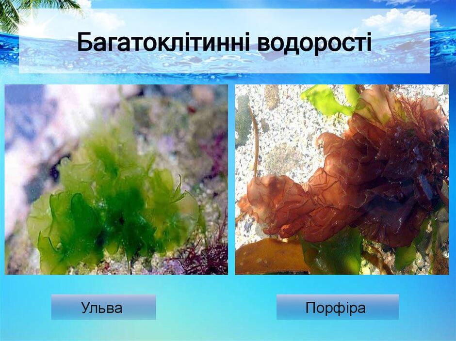 Водорості (зелені, бурі, червоні) - презентация онлайн
