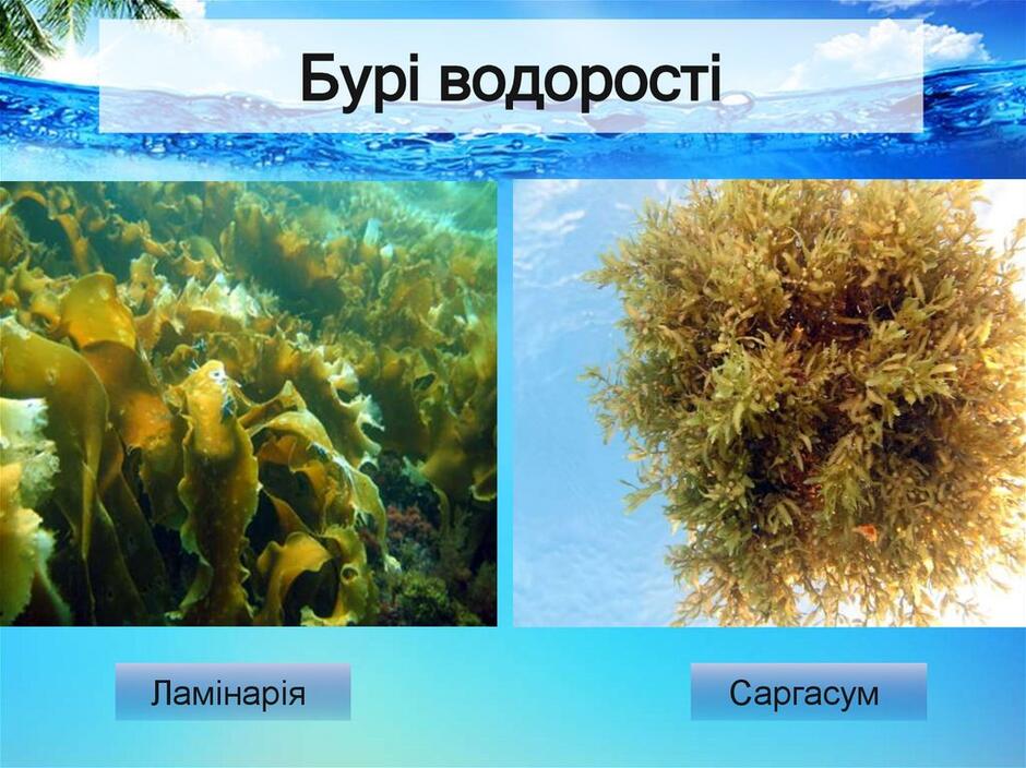 Життєві форми водоростей | Урок на 2 завдання. Позашкільна освіта