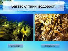 Водорості (зелені, бурі, червоні) - презентация онлайн