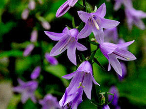 0500jdba-d281-300x225.jpg