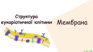 Структура еукаріотичної клітини: клітинна мембрана