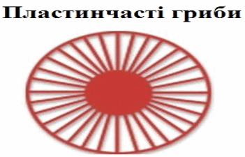 0500jisd-885a-351x225.png