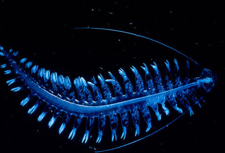 This Deep Sea Alien Worm, Tomopteris, Is Utterly Captivating | Featured Creature