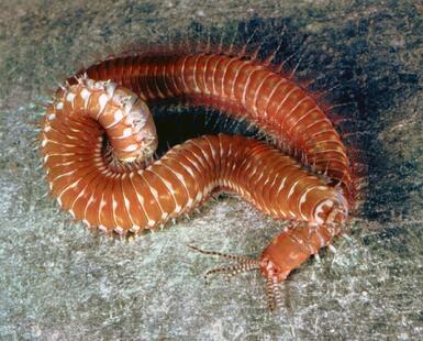 Palolo worm | Polychaete, Marine Species, Reproduction | Britannica