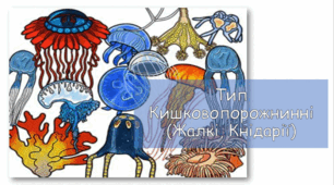Презентація «Різноманітність  Кишковопорожнинних (Жалких, Кнідарій)»